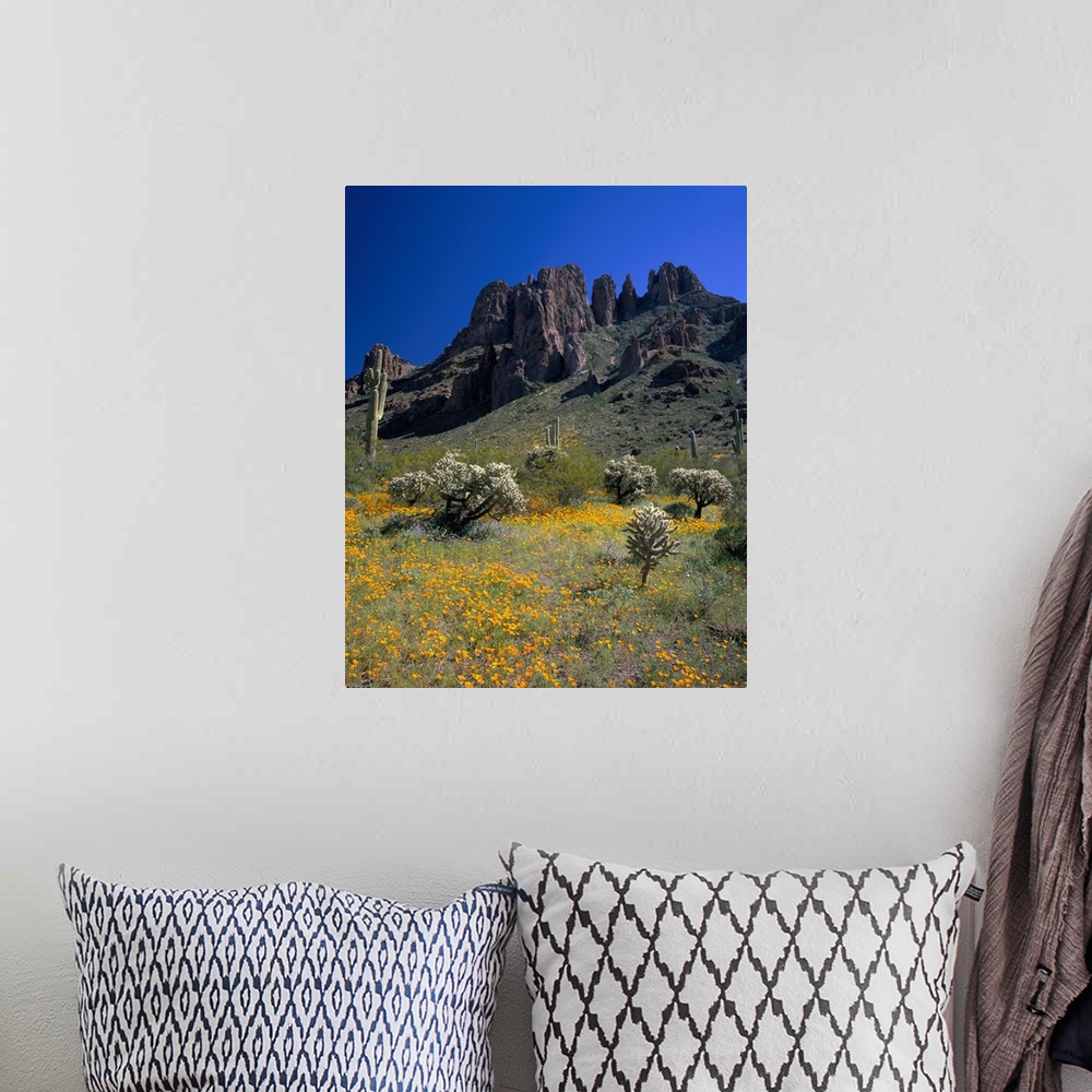 A bohemian room featuring Arizona, Organ Pipe Cactus National Monument, Wildflowers on the mountain