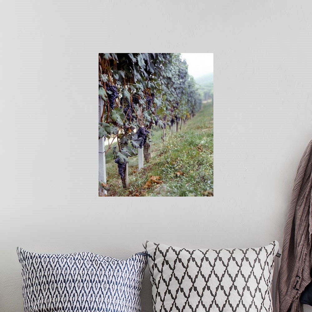 A bohemian room featuring Bunches of grapes growing in a vineyard, Barbaresco DOCG, Piedmont, Italy