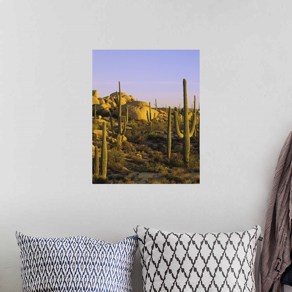 A bohemian room featuring Photograph of desert covered in cacti and large rocks under a clear sky.