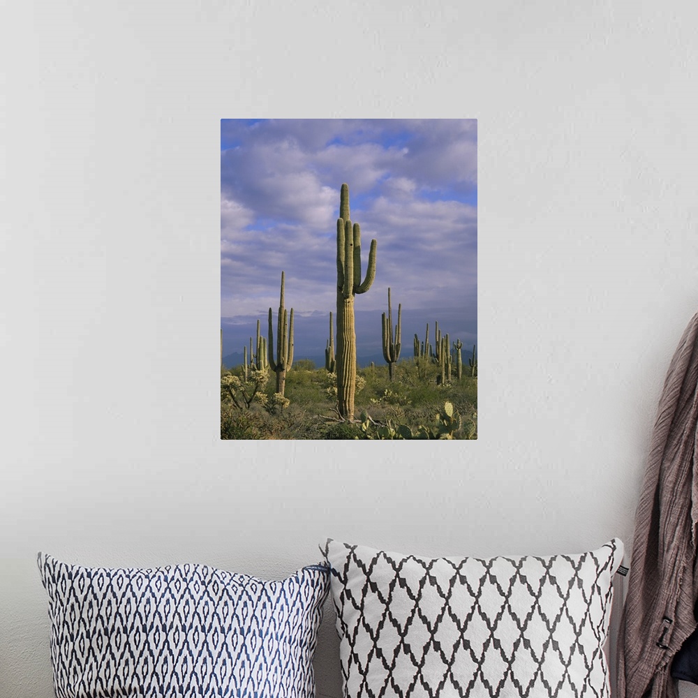 A bohemian room featuring Cactus on a landscape, Tonto National Forest, Maricopa County, Arizona