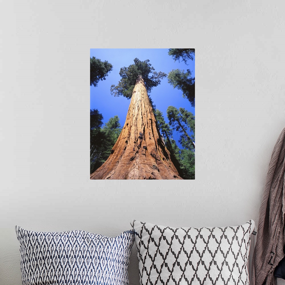 A bohemian room featuring California, Giant sequoia