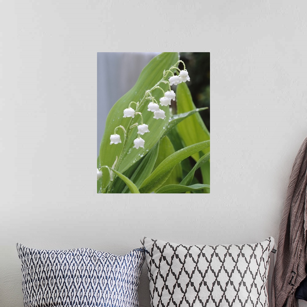A bohemian room featuring Close-up of dew drops on Lily-Of-The-Valley (Convallaria majalis), Anacortes, Washington State