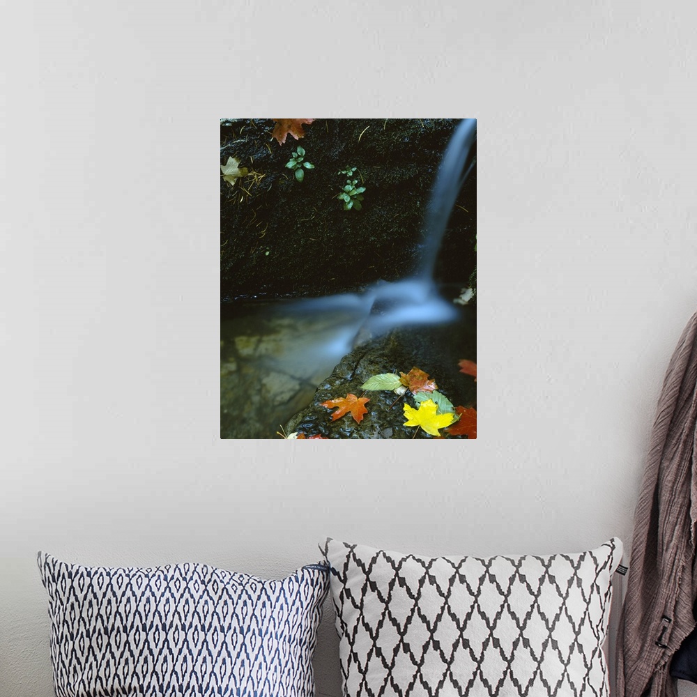 A bohemian room featuring Photograph of small waterfall cascading into a small pond with large rock covered in autumn leaves.