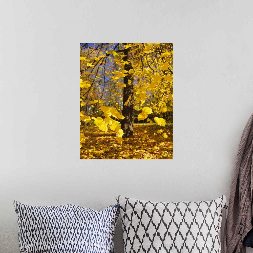 A bohemian room featuring Close-up of yellow leaves of a tree, Stuttgart, Baden-Wurttemberg, Germany