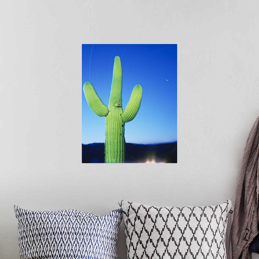 A bohemian room featuring Low angle view of a cactus, Tonto National Forest, Maricopa County, Arizona