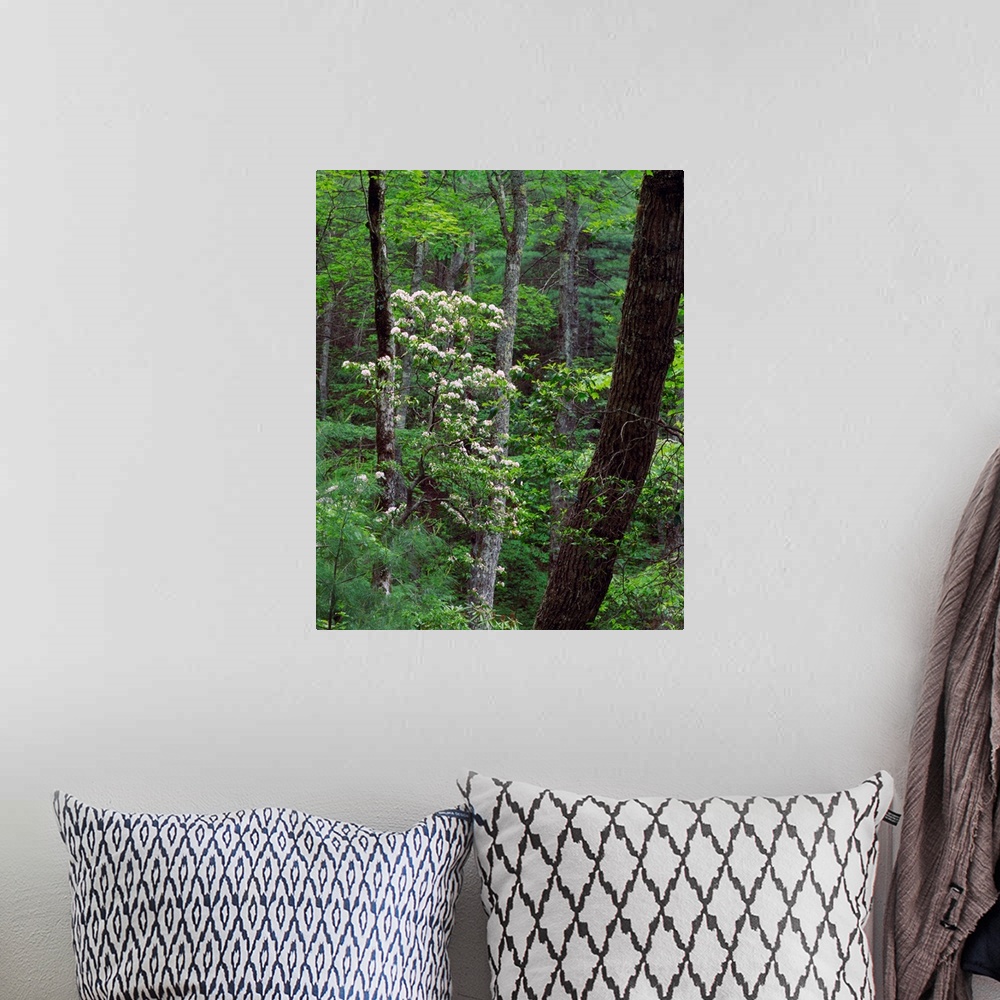 A bohemian room featuring Mountain laurel blooming in forest, Great Smoky Mountains National Park, Tennessee.