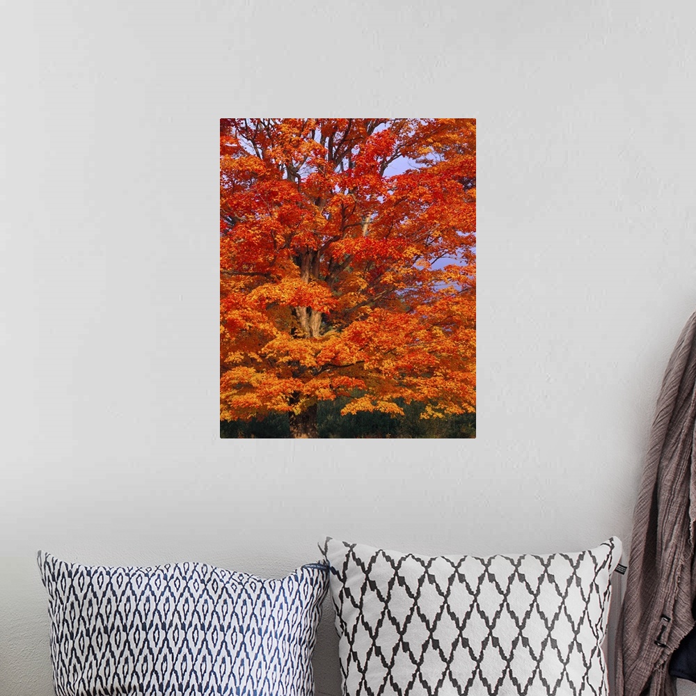 A bohemian room featuring Big vertical photograph of the branches of a sugar maple tree, covered in vibrant autumn colored ...