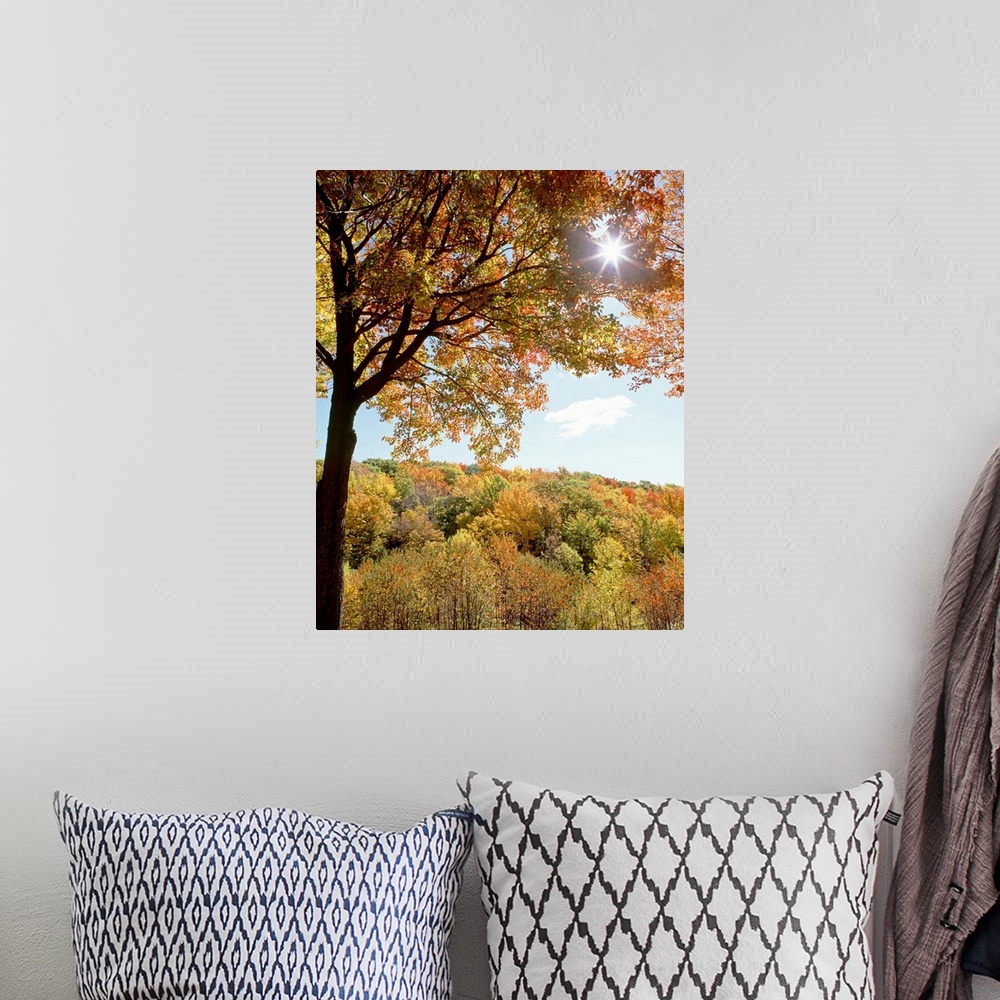 A bohemian room featuring New York State, Allegheny State Park, Autumn in the forest