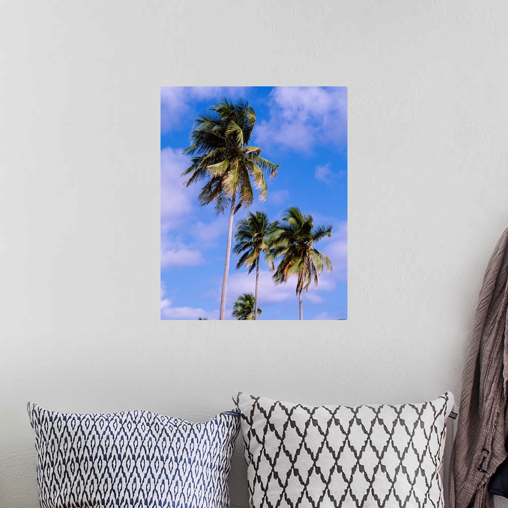 A bohemian room featuring Puerto Rico, Vieques Island, Sun Bay Beach, Low angle view of palm trees on a beach