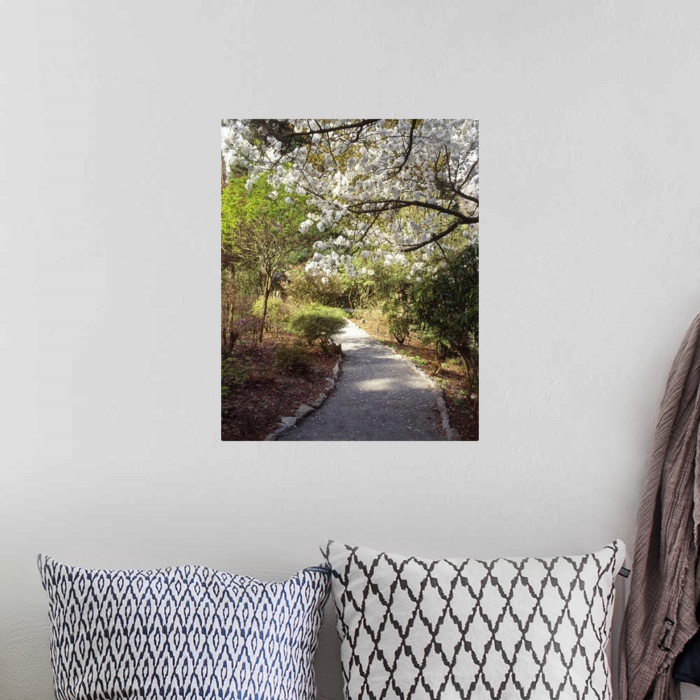 A bohemian room featuring Photograph of paved walkway winding through forest of trees and shrubbery.