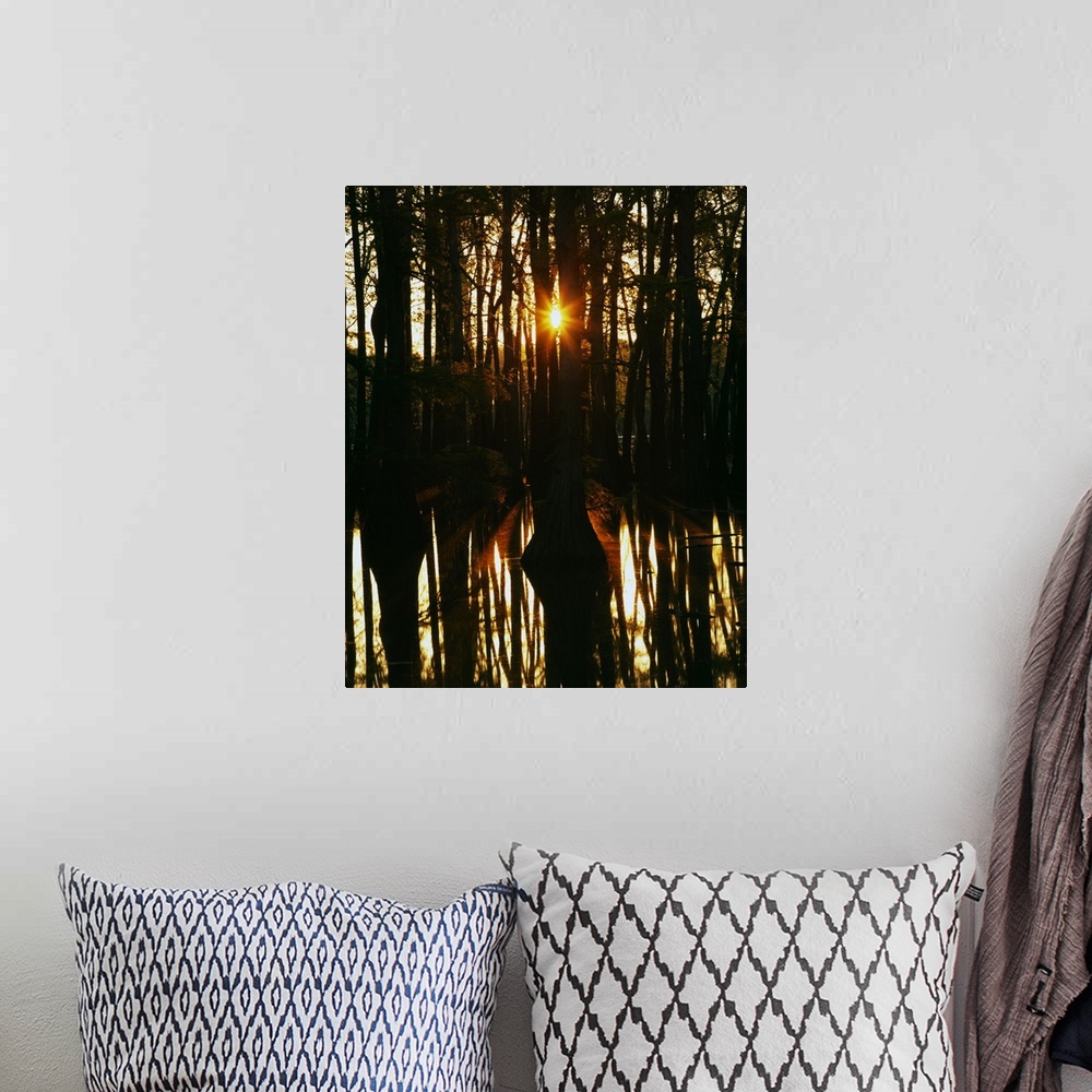 A bohemian room featuring Sunrise through bald cypress trees (Taxodium distichum), water reflection, Horseshoe Lake Conserv...