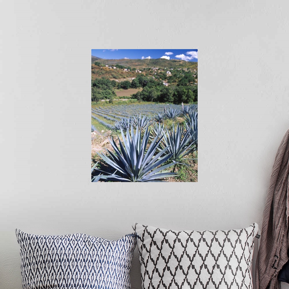 A bohemian room featuring Tequila Agave Cultivation Mexico