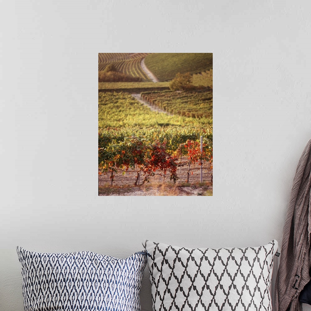 A bohemian room featuring A large photograph of a wine vineyard that shows vines close up and going back toward more land.
