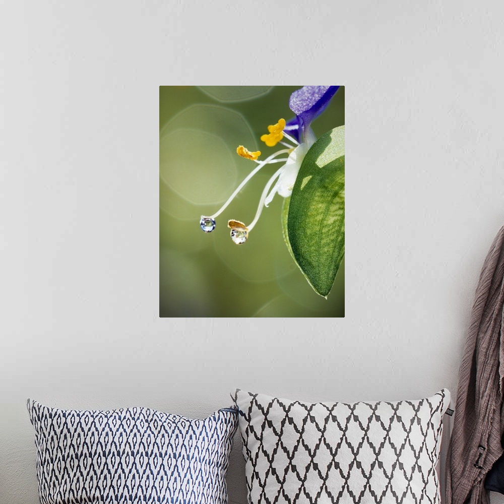 A bohemian room featuring Water drops on Spiderwort flowers