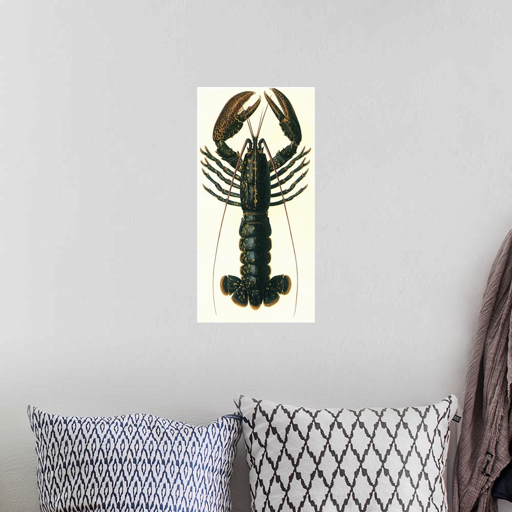 A bohemian room featuring Lobster (Homarus vulgaris)