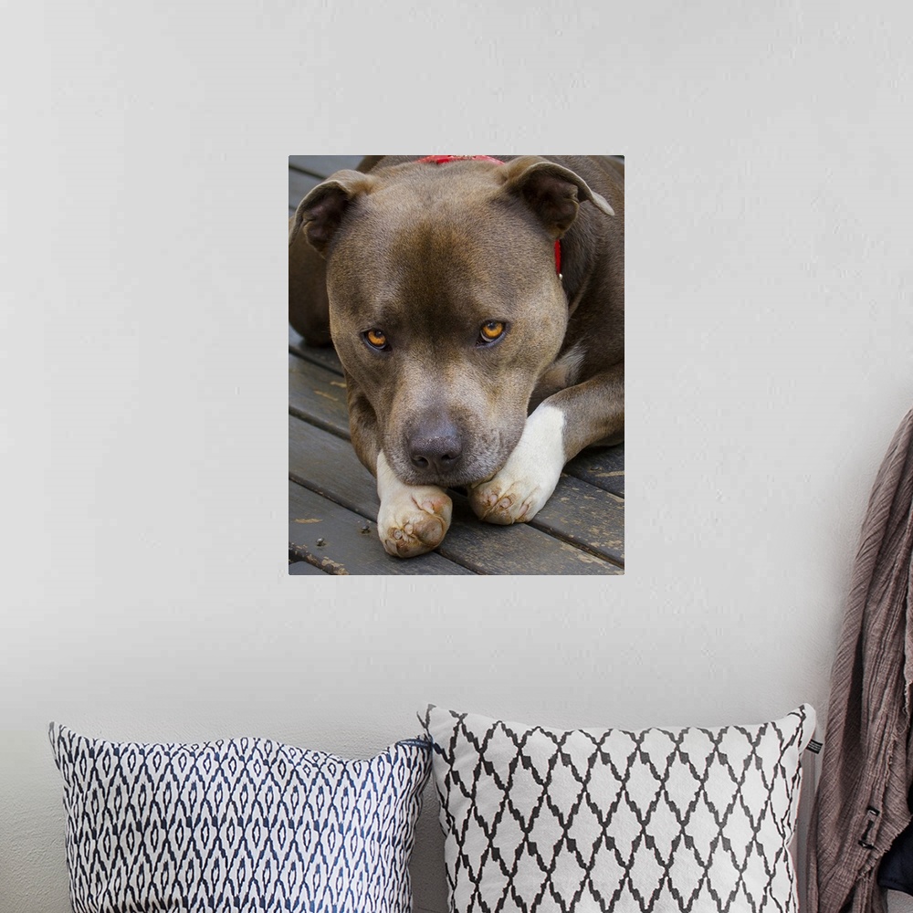 A bohemian room featuring A Staffordshire Bull Terrier lying down with bright orange eyes.