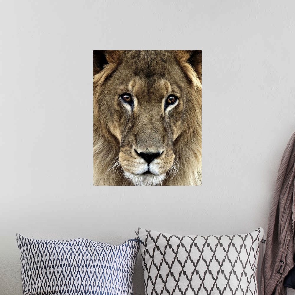A bohemian room featuring Close up portrait of a male lion.