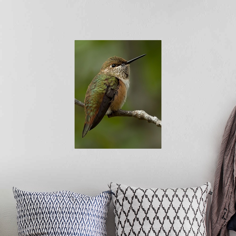 A bohemian room featuring Hummingbird
