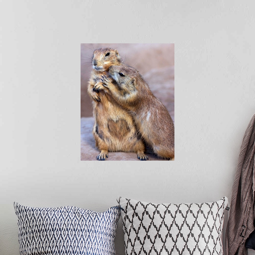 A bohemian room featuring Prairie Dogs showing each other some affection.