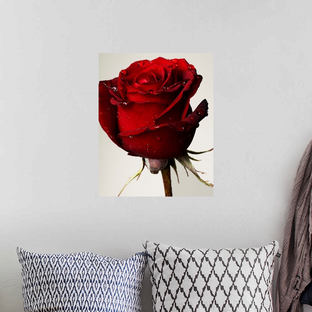 A bohemian room featuring Red Rose With Drops