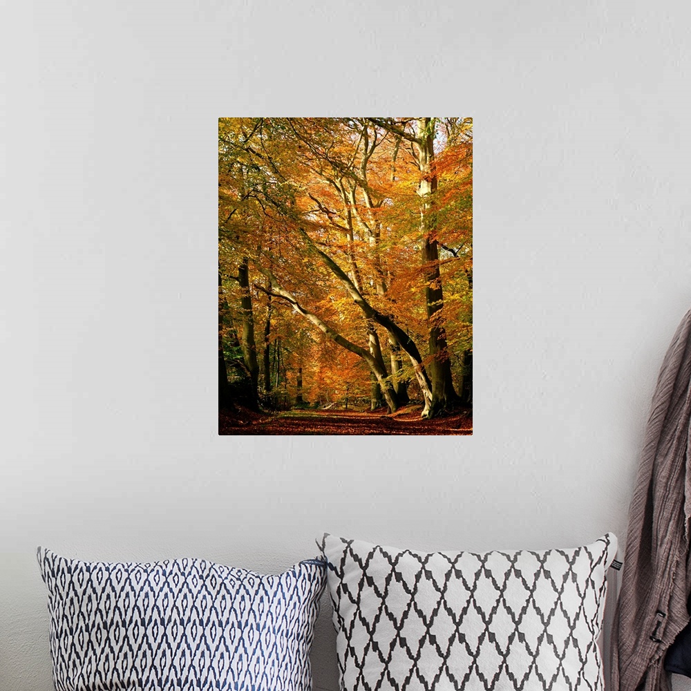 A bohemian room featuring Beech trees in autumn foliage, Buckinghamshire, England, UK