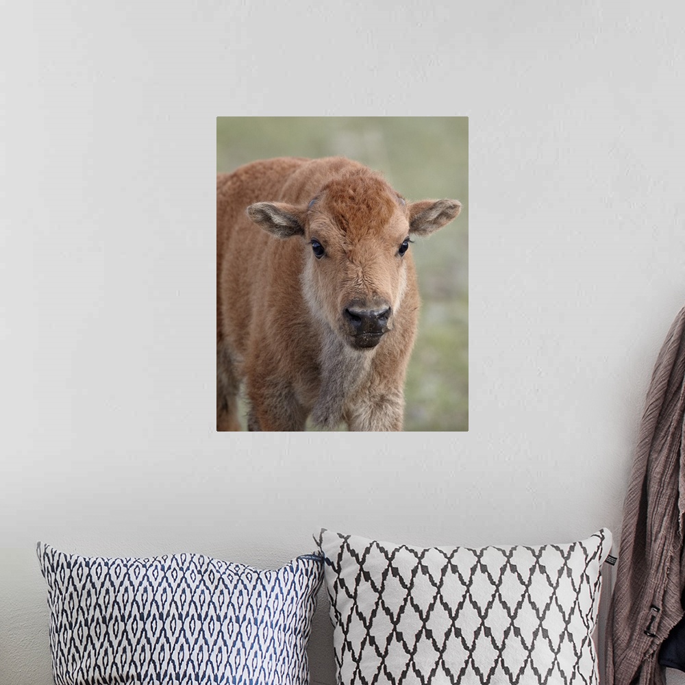 A bohemian room featuring Bison calf, Yellowstone National Park, Wyoming, United States of America