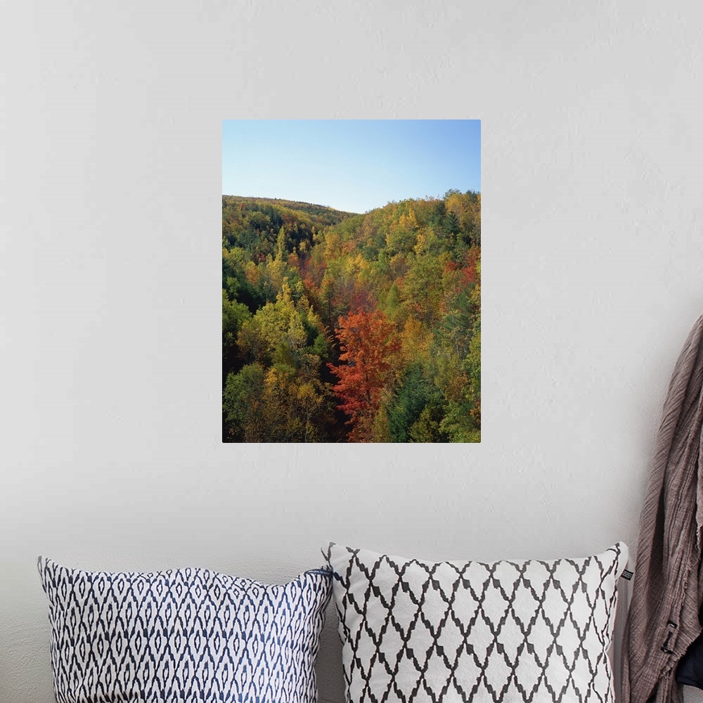 A bohemian room featuring Trees in fall colours in woods in the Acadia National Park, Maine