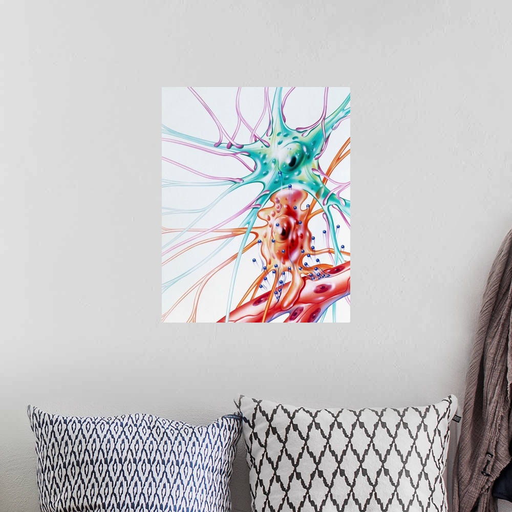 A bohemian room featuring Drug action on nerve cell. Illustration of the transmission of a drug from a capillary into a ner...