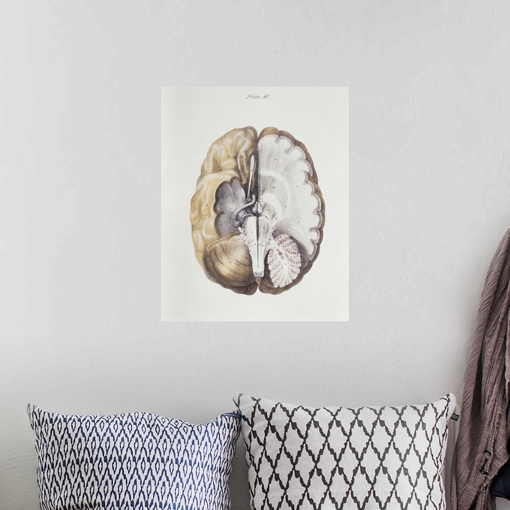 A bohemian room featuring Brain anatomy. Historical anatomical artwork of internal brain structures. The brain is seen from...
