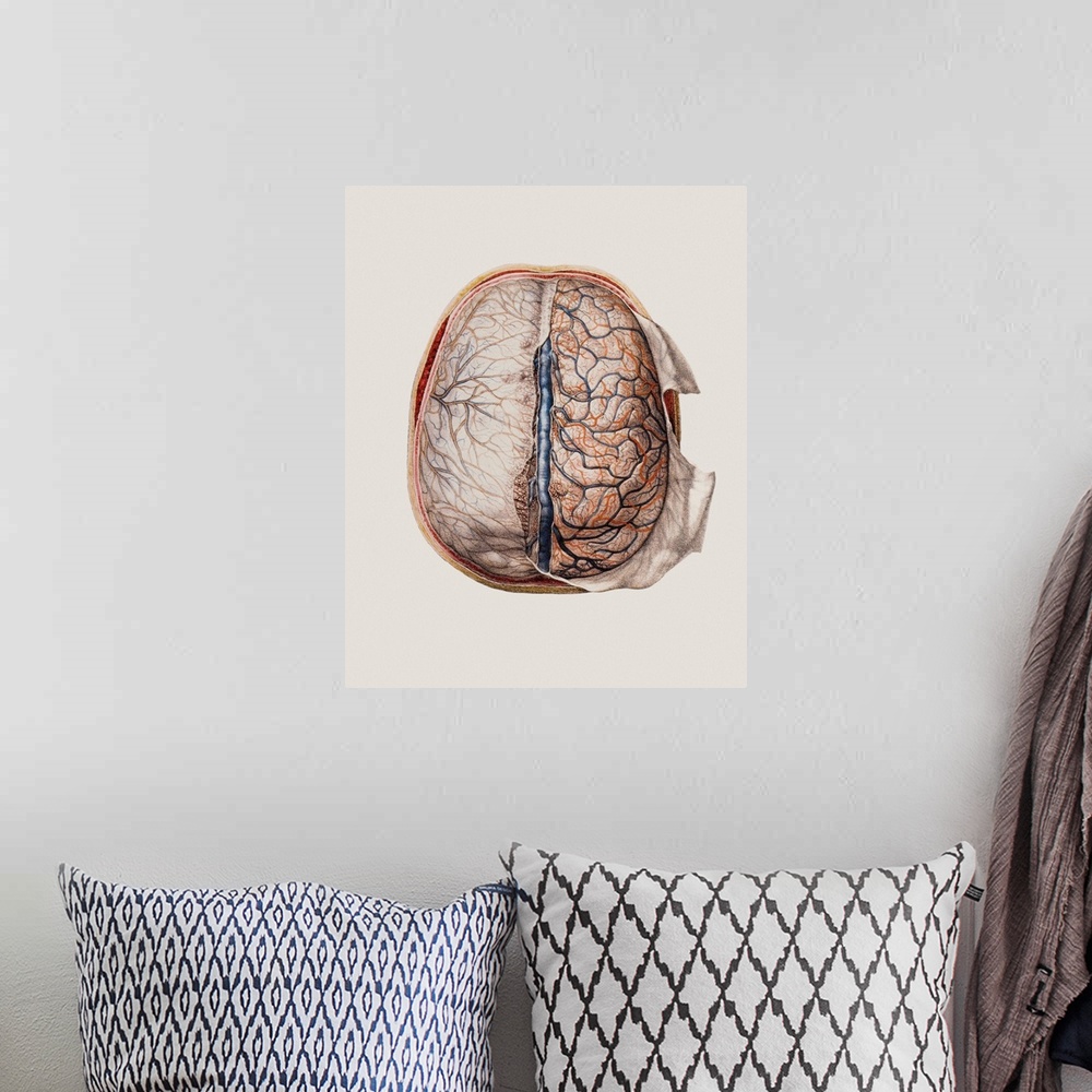 A bohemian room featuring Brain meninges, historical anatomical artwork. This cranial (top) view of the brain (with front a...