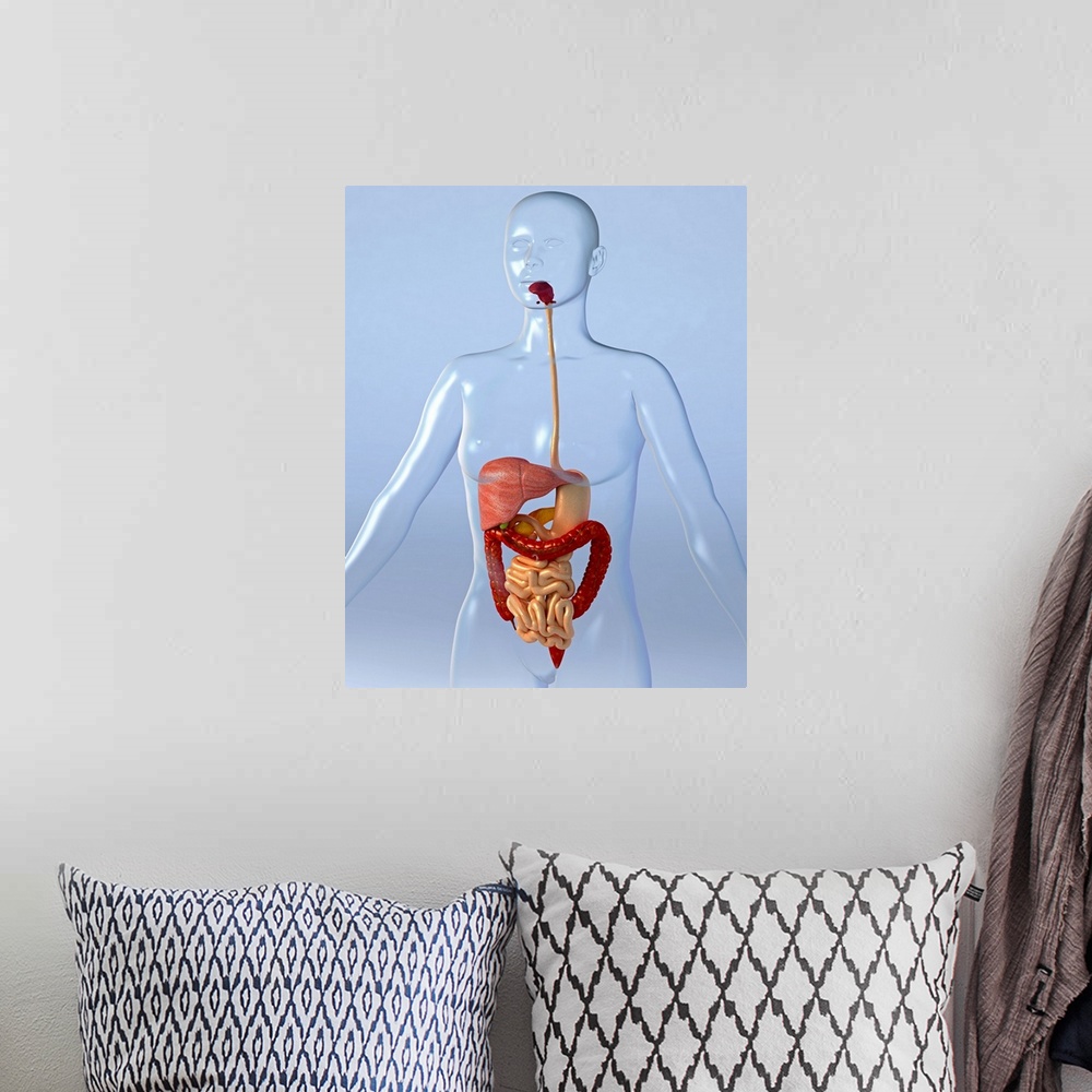 A bohemian room featuring Digestive system. Computer artwork of a naked woman with a healthy digestive system. Food is inge...