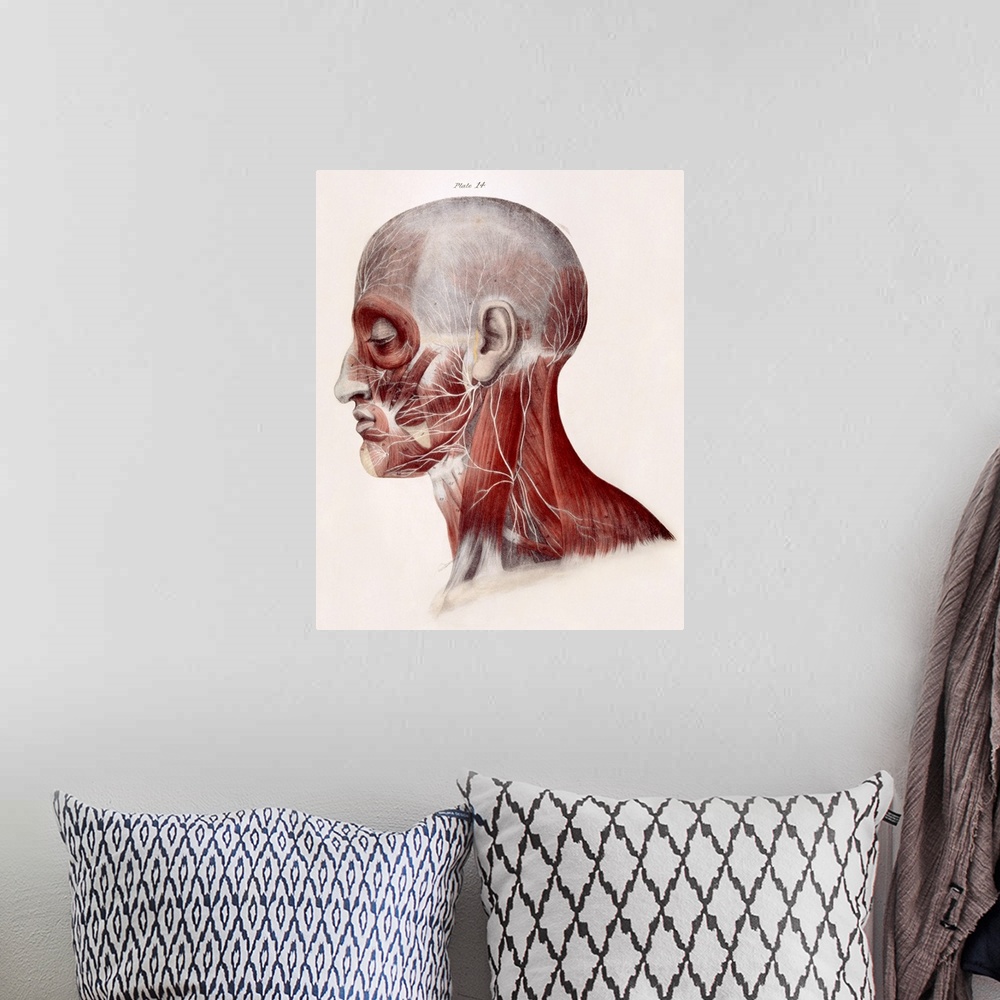 A bohemian room featuring Facial nerves. Historical anatomical artwork of a side view of a dissected human head showing the...