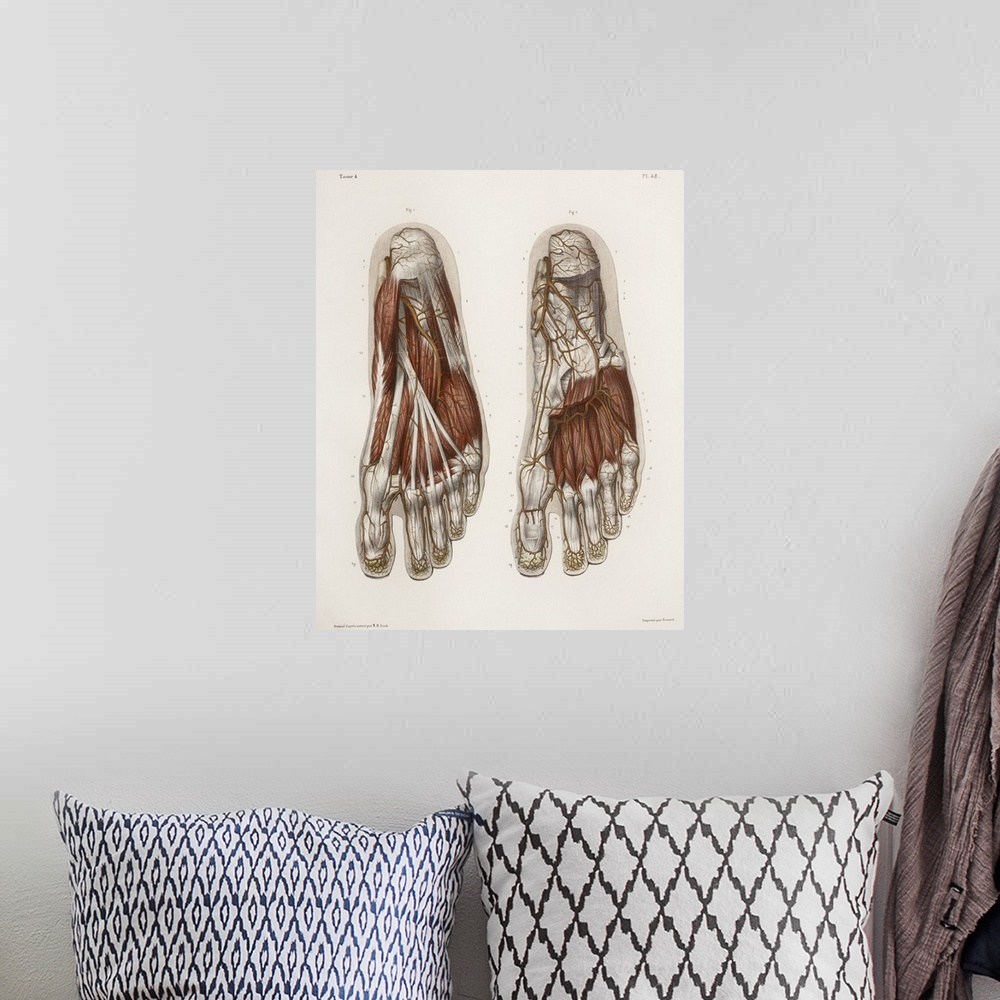 A bohemian room featuring Foot anatomy, 19th Century illustration. Historical hand coloured lithographic print showing the ...
