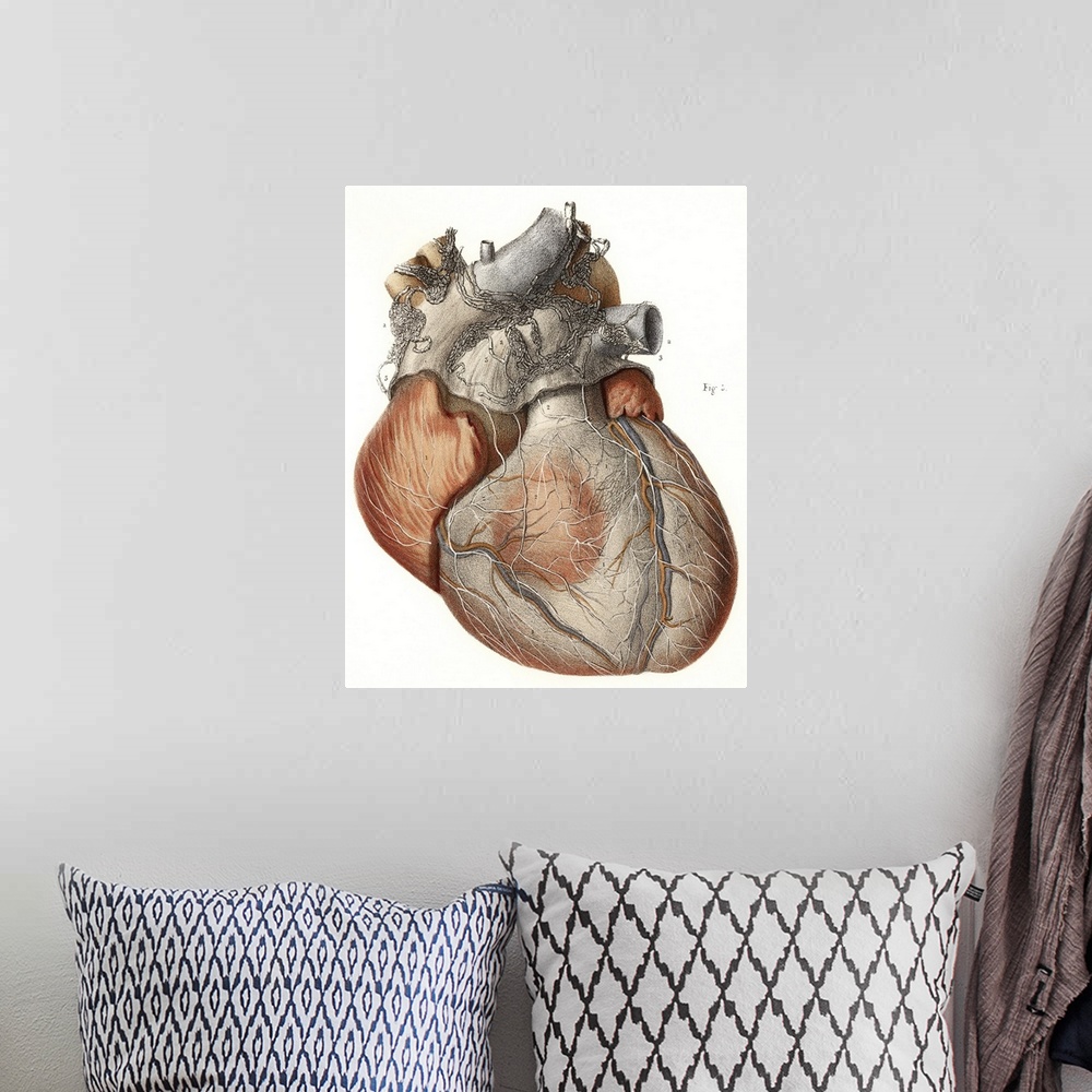 A bohemian room featuring Heart anatomy, 19th Century illustration. Historical hand coloured lithographic print showing the...