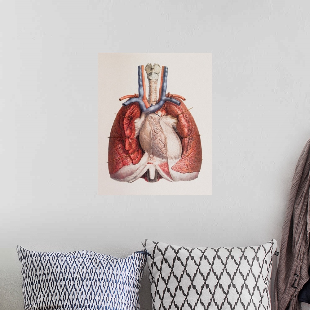 A bohemian room featuring Heart and lungs. Historical anatomical artwork of the human heart and lungs, seen from the front....
