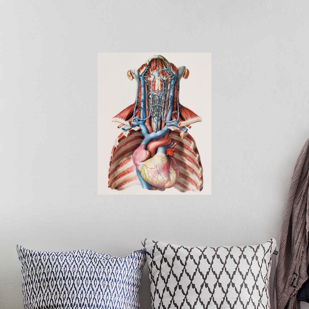 A bohemian room featuring Heart and neck blood vessels. Historical anatomical artwork of the blood vessels of the human hea...