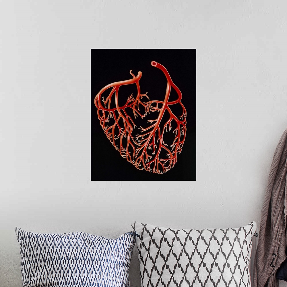 A bohemian room featuring Illustration of the major branches of the human coronary arteries, the network of blood vessels w...