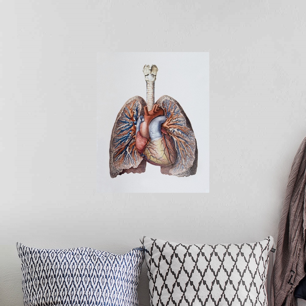 A bohemian room featuring Lung blood vessels. Historical anatomical artwork of the blood vessels of the human lungs and hea...