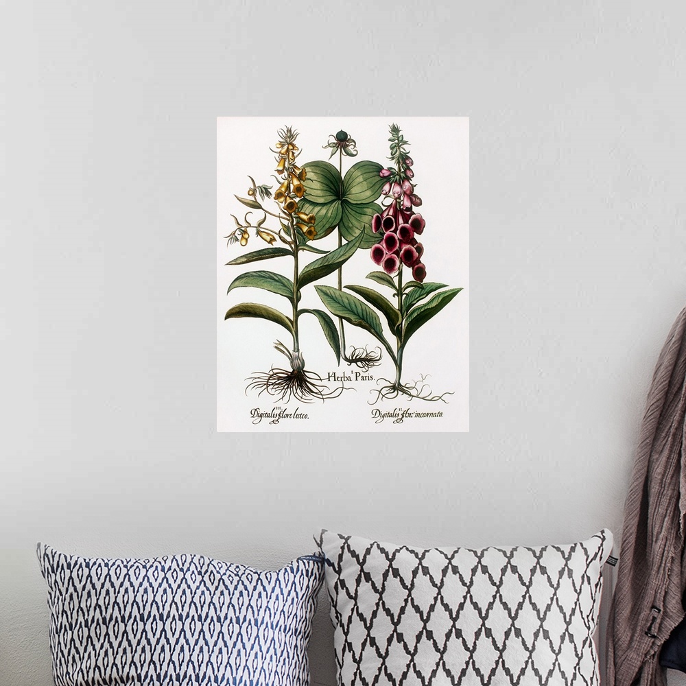A bohemian room featuring Medicinal plants. Historical artwork of foxglove plants (Digitalis sp., left and right) and herb ...