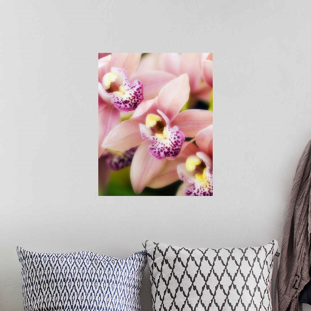 A bohemian room featuring Orchid flowers (Cymbidium hybrid).