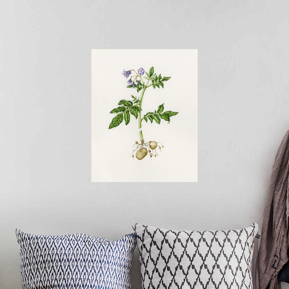 A bohemian room featuring Potato (Solanum tuberosum). Watercolour artwork illustrating a potato plant. The plant belongs to...