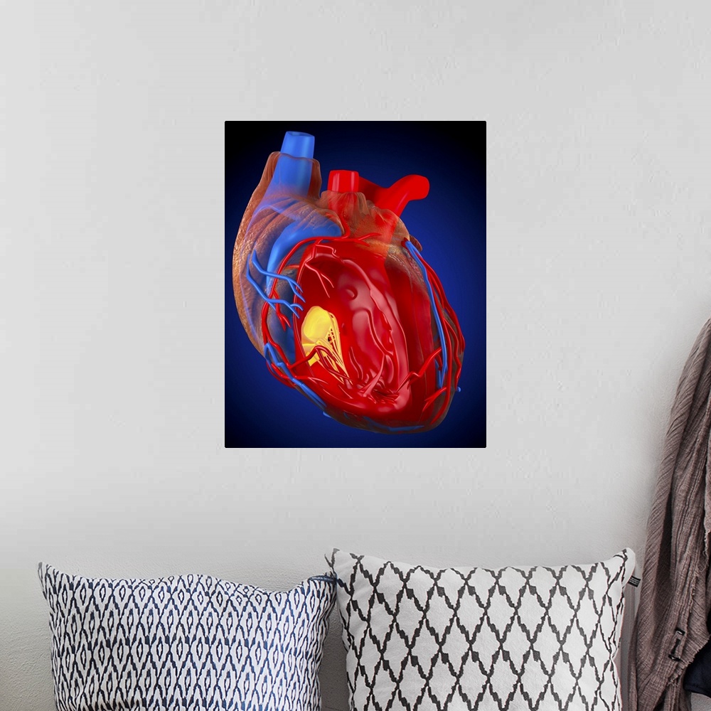 A bohemian room featuring Structure of a human heart. Computer artwork of a heart with the right ventricle (second chamber)...