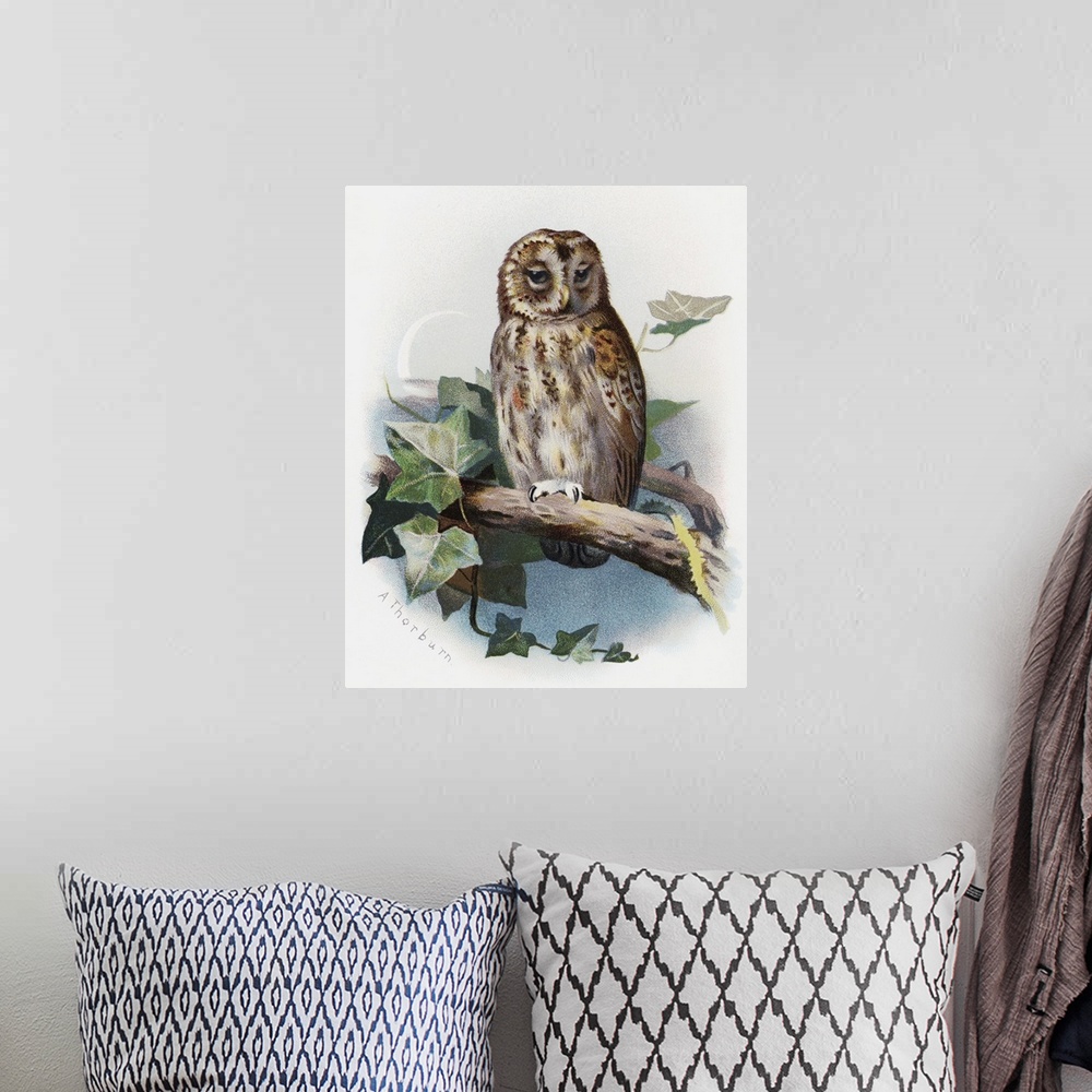 A bohemian room featuring Tawny owl. Historical artwork of a tawny owl (Strix aluco). This is a nocturnal predator that inh...