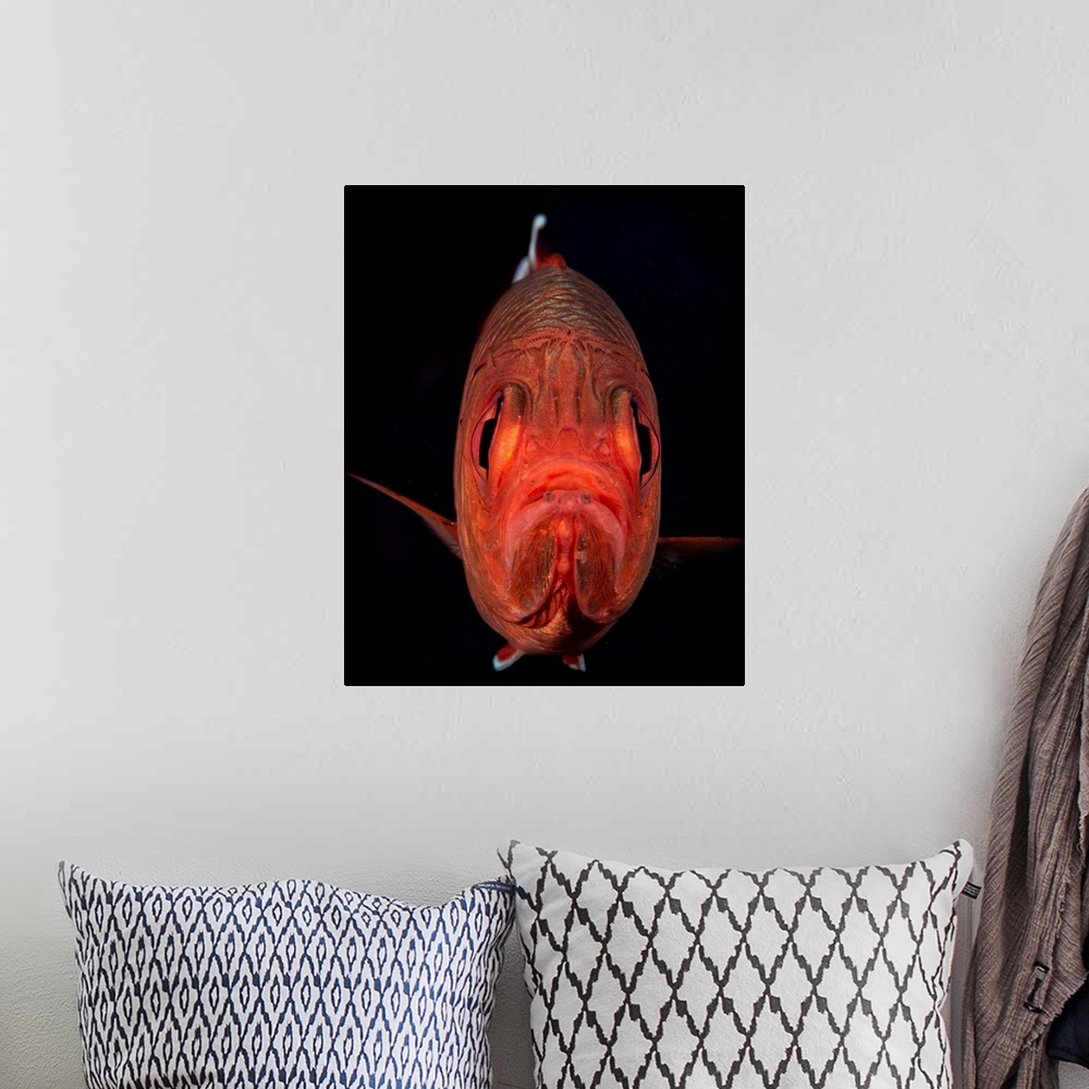 A bohemian room featuring A portrait of a soldierfish with a perpetual frown.
