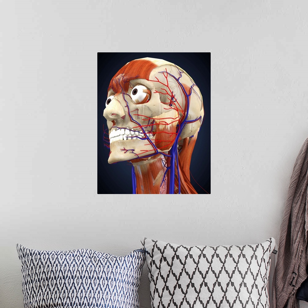 A bohemian room featuring Human head with bone, muscles and circulatory system.