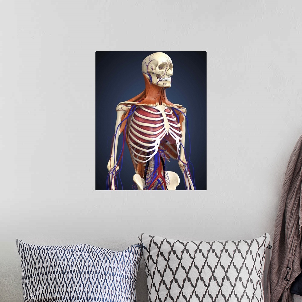 A bohemian room featuring Human upper body showing bones, lungs and circulatory system.