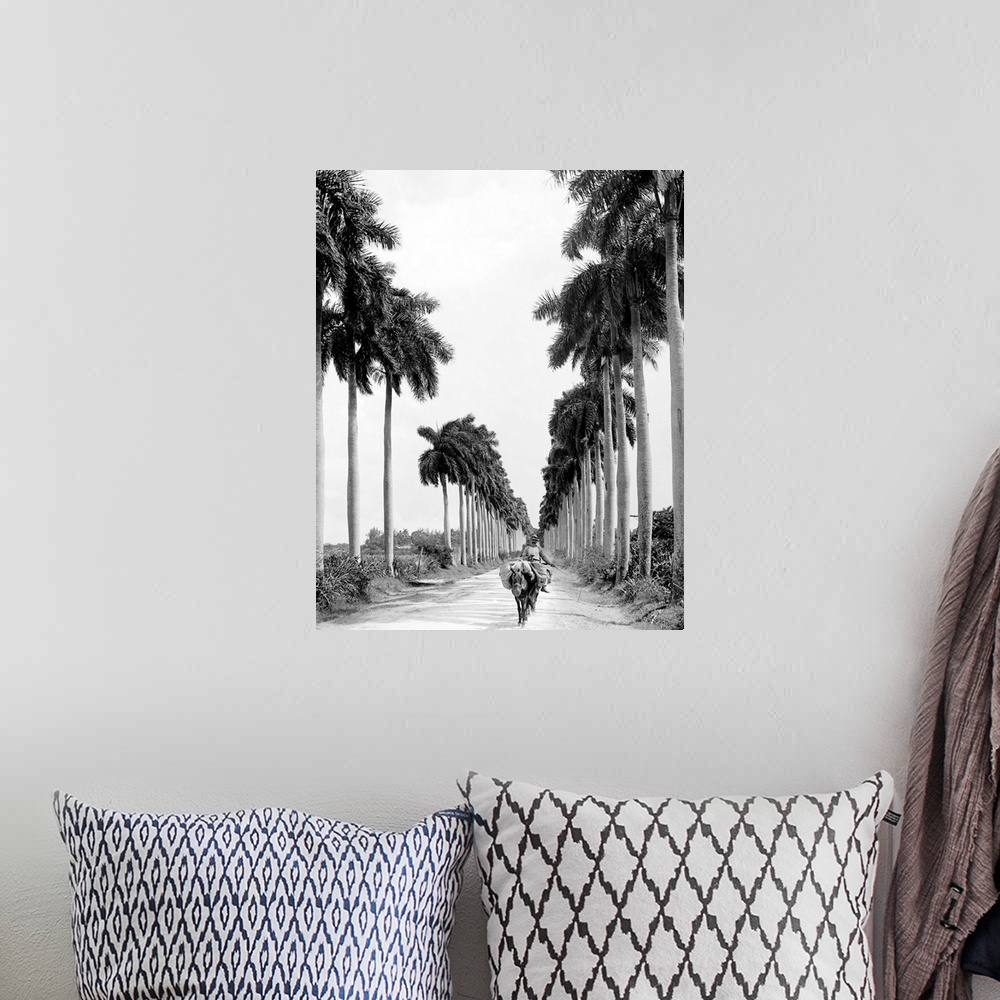A bohemian room featuring Havana, Palm Trees, C1900. Avenue Of the Palms In Havana, Cuba. Photograph, C1900.