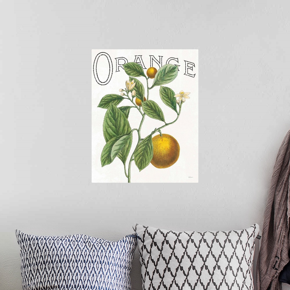 A bohemian room featuring Illustration of oranges, leaves, and flowers with "Orange" written at the top on a white background.