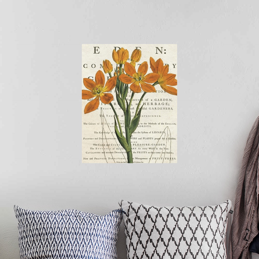 A bohemian room featuring Vintage stylized illustration of an orange euphorbia against a cream background with text.