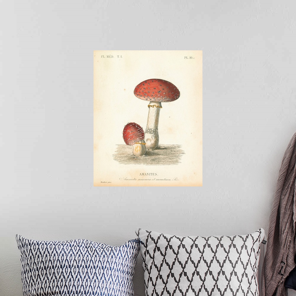 A bohemian room featuring French Mushrooms III